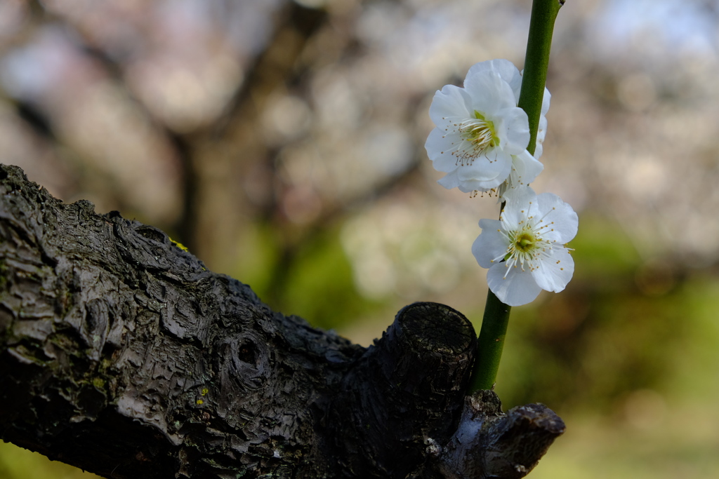 古木の美