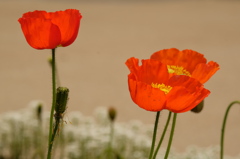 Iceland poppy　　Ⅰ