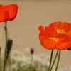 Iceland poppy　　Ⅰ