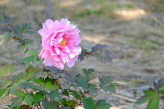 長居植物園 ぼたん園 Ⅵ