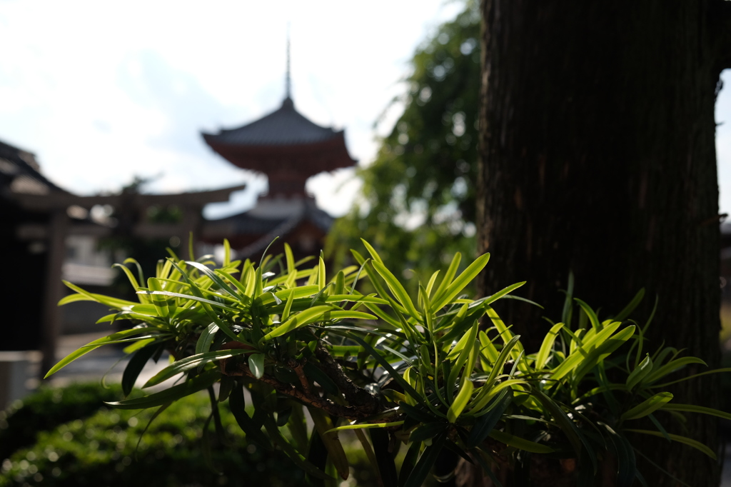 尼崎寺町　五月の風景