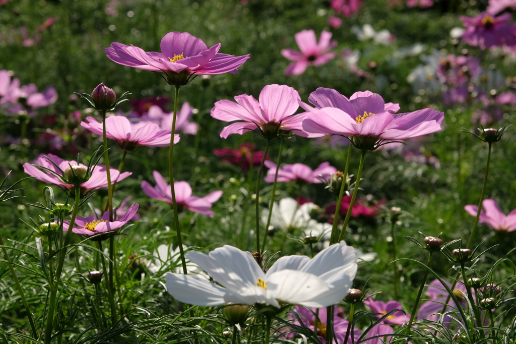 秋桜 Ⅲ