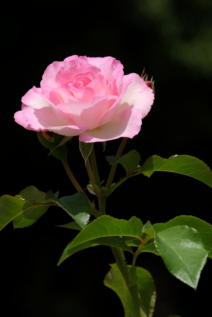 2017spring 薔薇の競艶