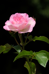 2017spring 薔薇の競艶