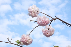 花瓣の手鞠