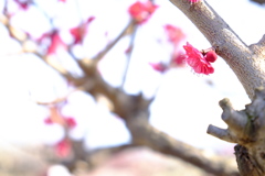 紅梅の艶