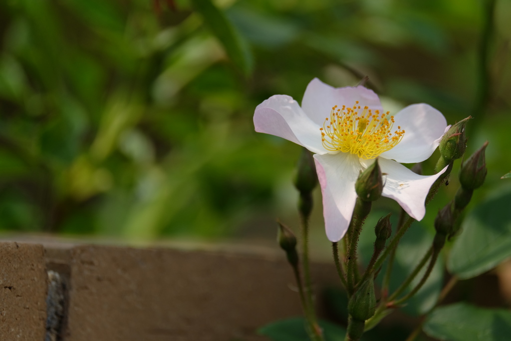 rose love ⑥