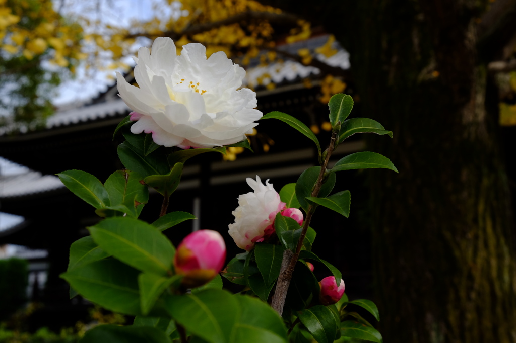 頂妙寺晩秋Ⅰ