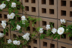 rose love ⑤