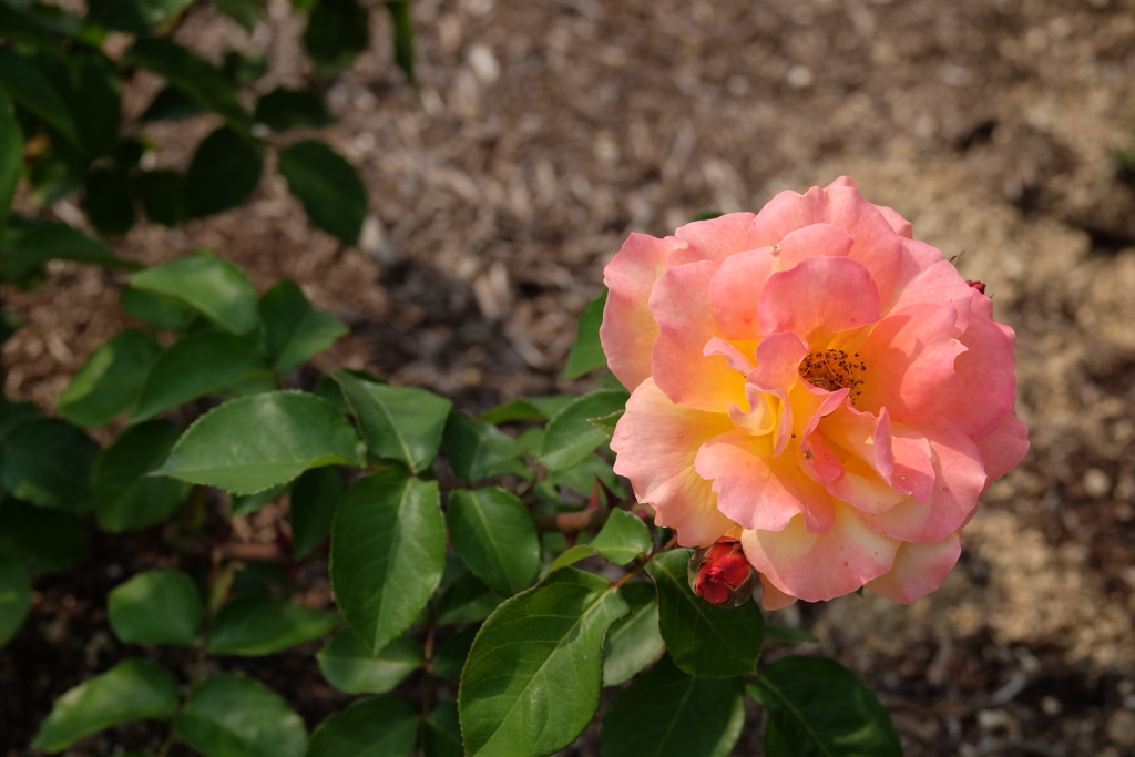 rose love ④