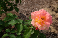 rose love ④