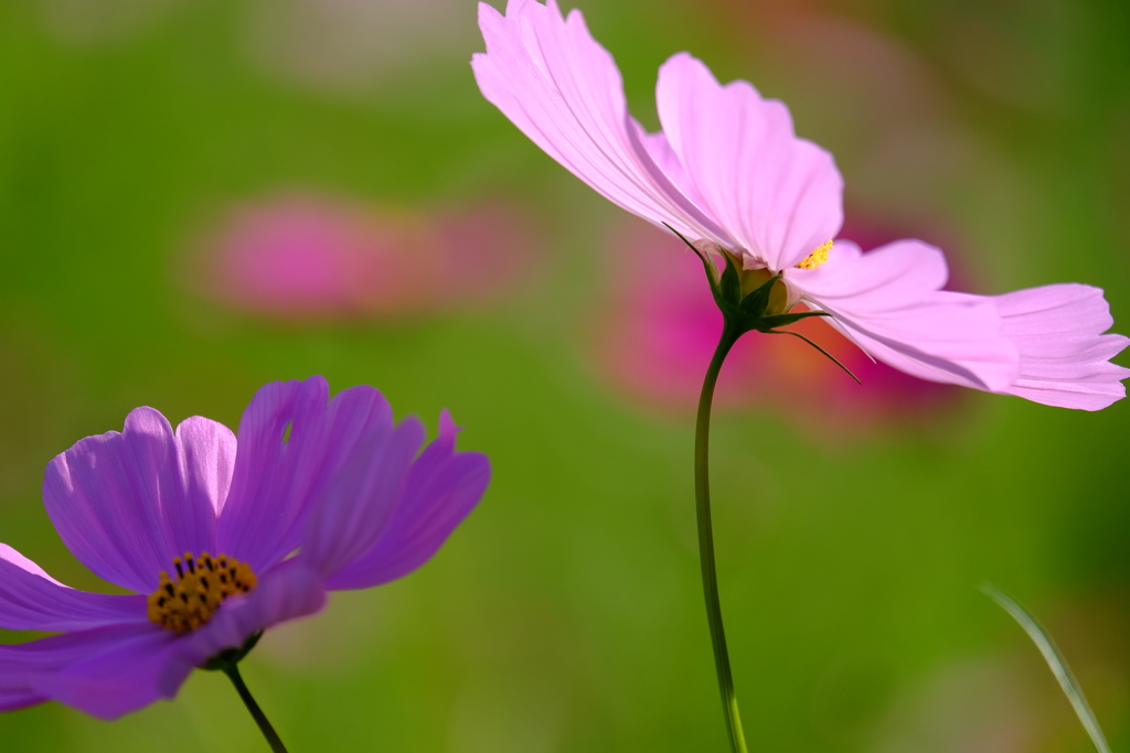 2016 秋桜Ⅰ