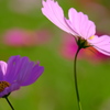 2016 秋桜Ⅰ