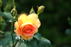rose love ⑧