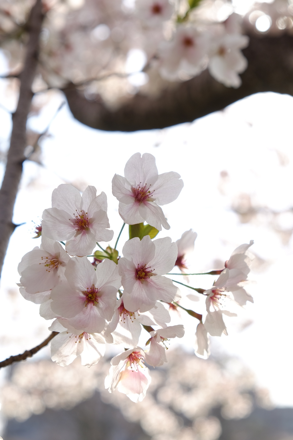 和みの　SAKURA