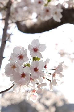 和みの　SAKURA