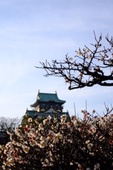 大阪城　梅林を眺める