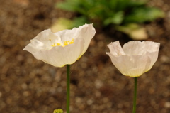 Iceland poppy　　Ⅲ