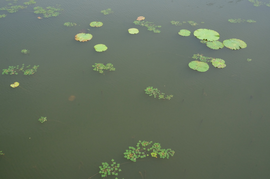 穏やかな湖面