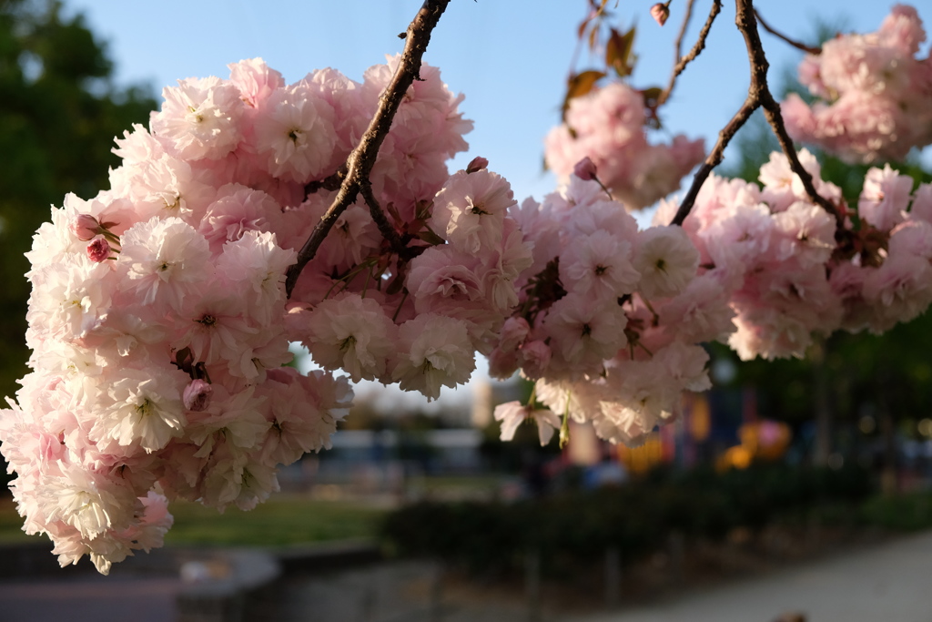 八重桜 満開  Ⅲ