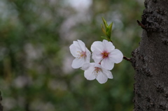 桜咲く　３