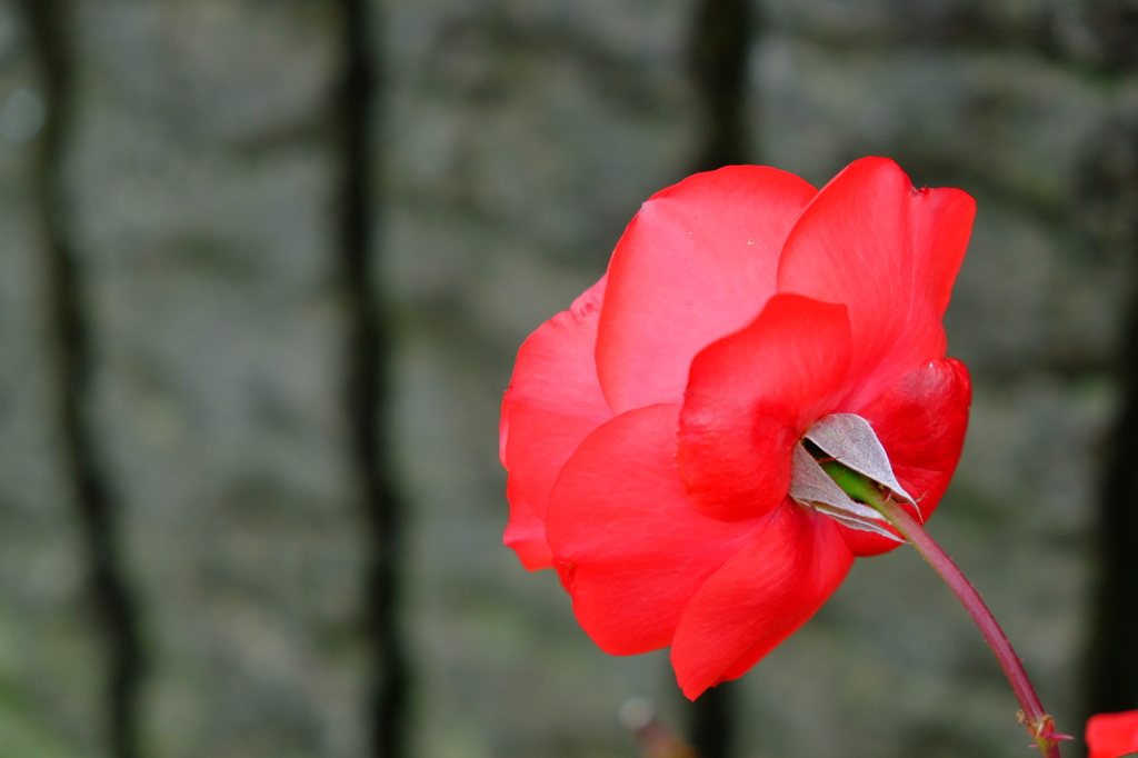 赤い薔薇 2