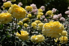 尼崎水明公園　薔薇の輝き④