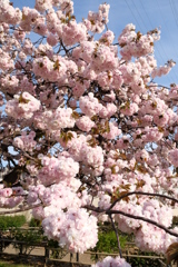 八重桜 満開　Ⅴ