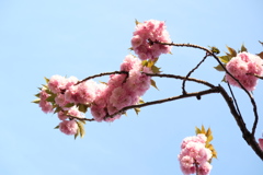 八重桜 満開　Ⅱ