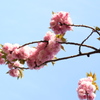 八重桜 満開　Ⅱ