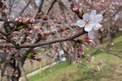 ちょっと お先に