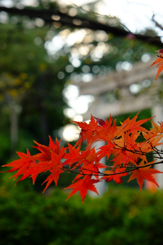 豊國神社　紅葉