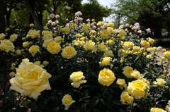 尼崎水明公園　薔薇の輝き⑤