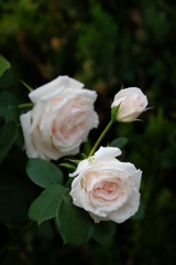 rose love ②