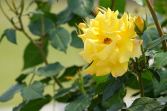 rose love ⑦
