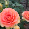 薔薇＃３