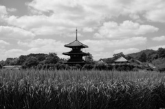 法起寺の風景（稔り）