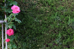 rose love ③