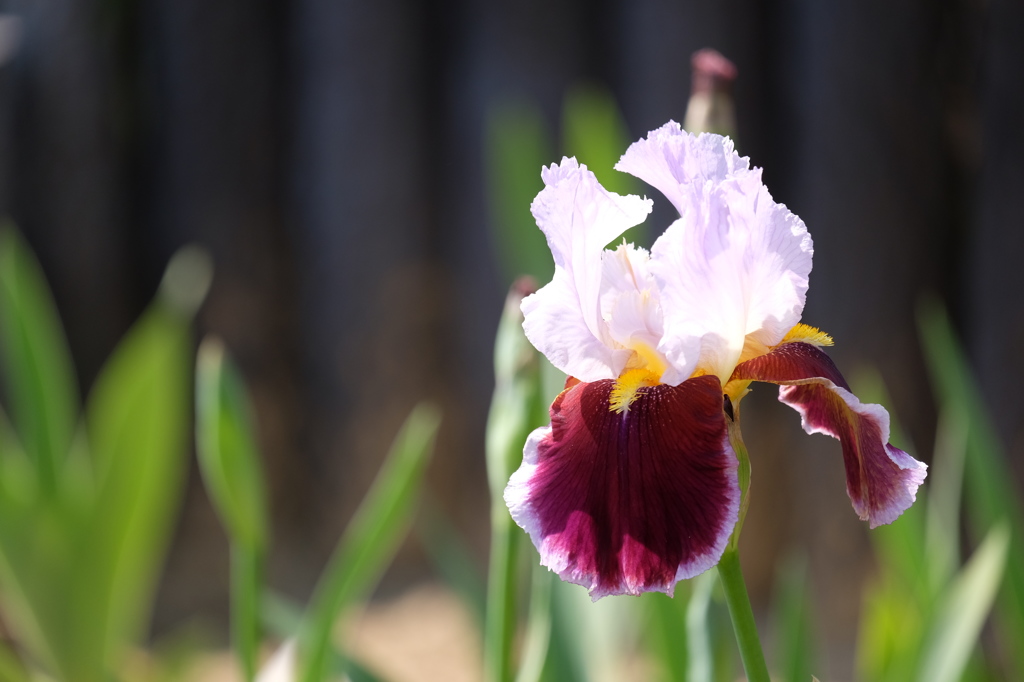 清楚で華やかに