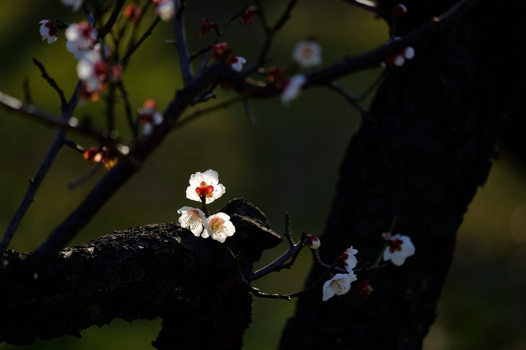 斜陽の梅花