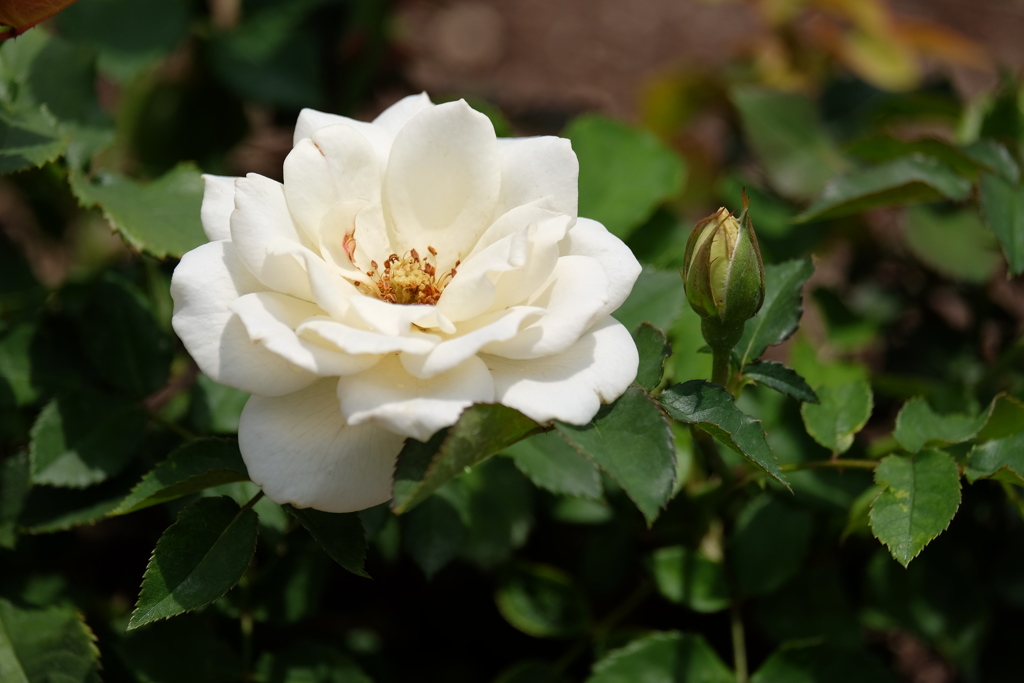 2017spring 薔薇の競艶