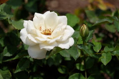 2017spring 薔薇の競艶