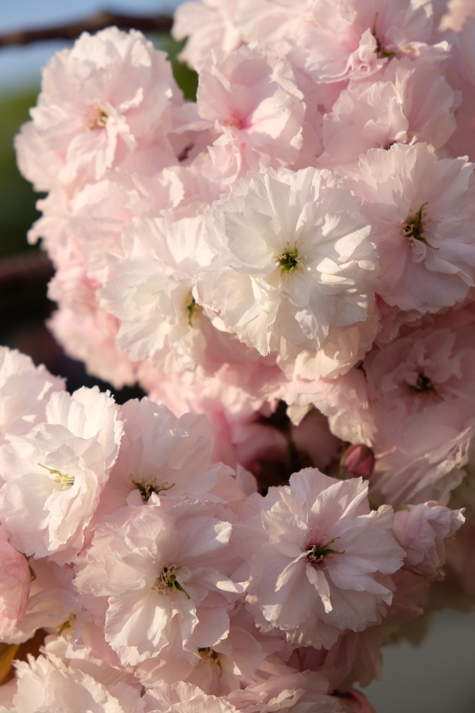 八重桜 満開  Ⅳ