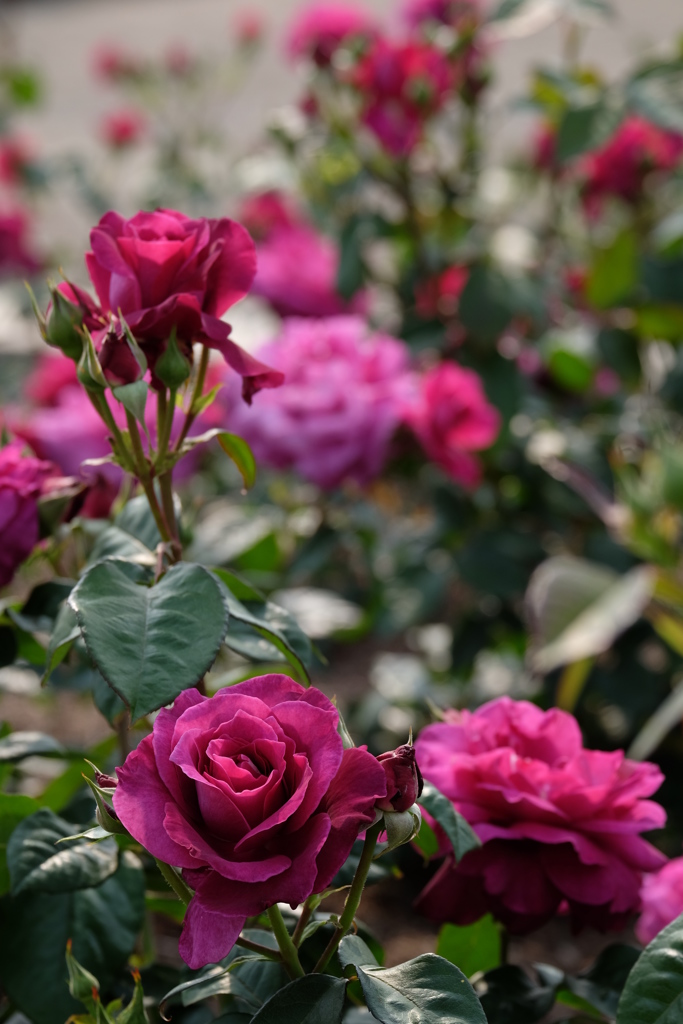 rose love ⑩