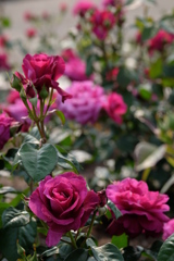 rose love ⑩