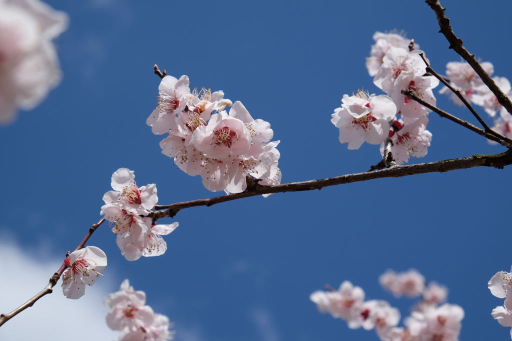 Sky Blue の想い出