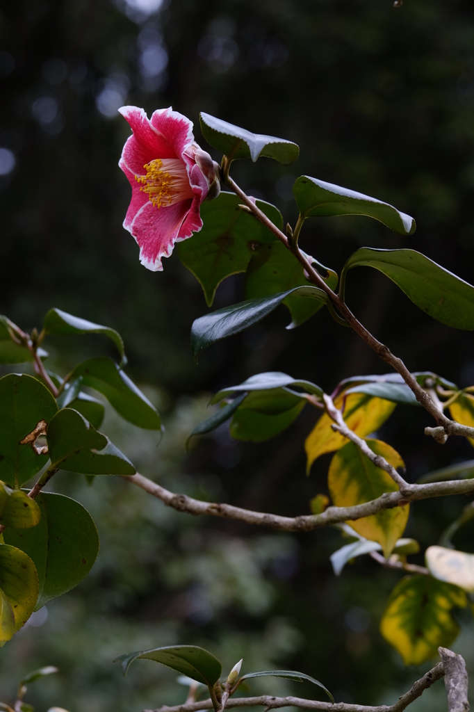 万博公園　2016弥生 ④