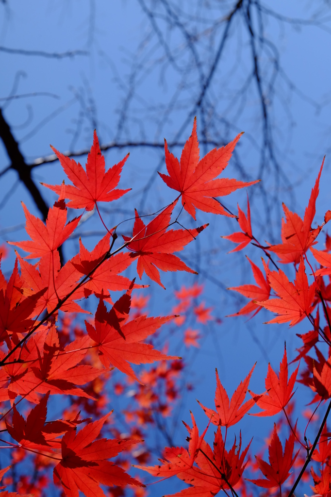 紅葉