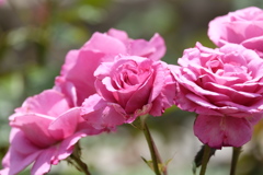 2017spring 薔薇の競艶