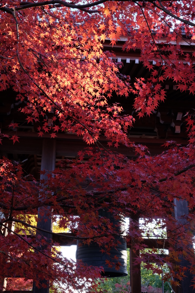 鐘楼の紅葉